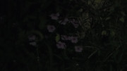 10.11.bad pictures of night flowers XI