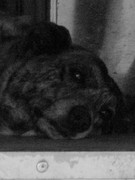 ADP Free party Balscha 2009 015