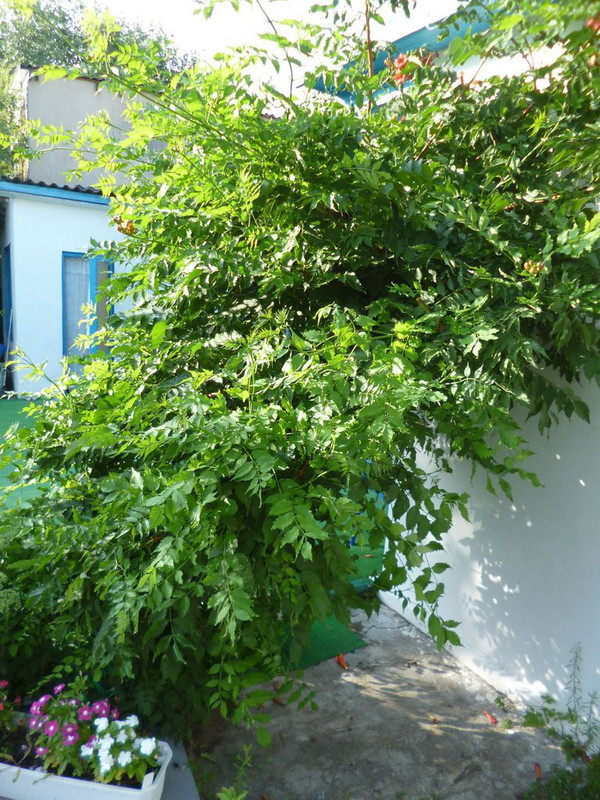 P1190330 [Разрешение рабочего стола]