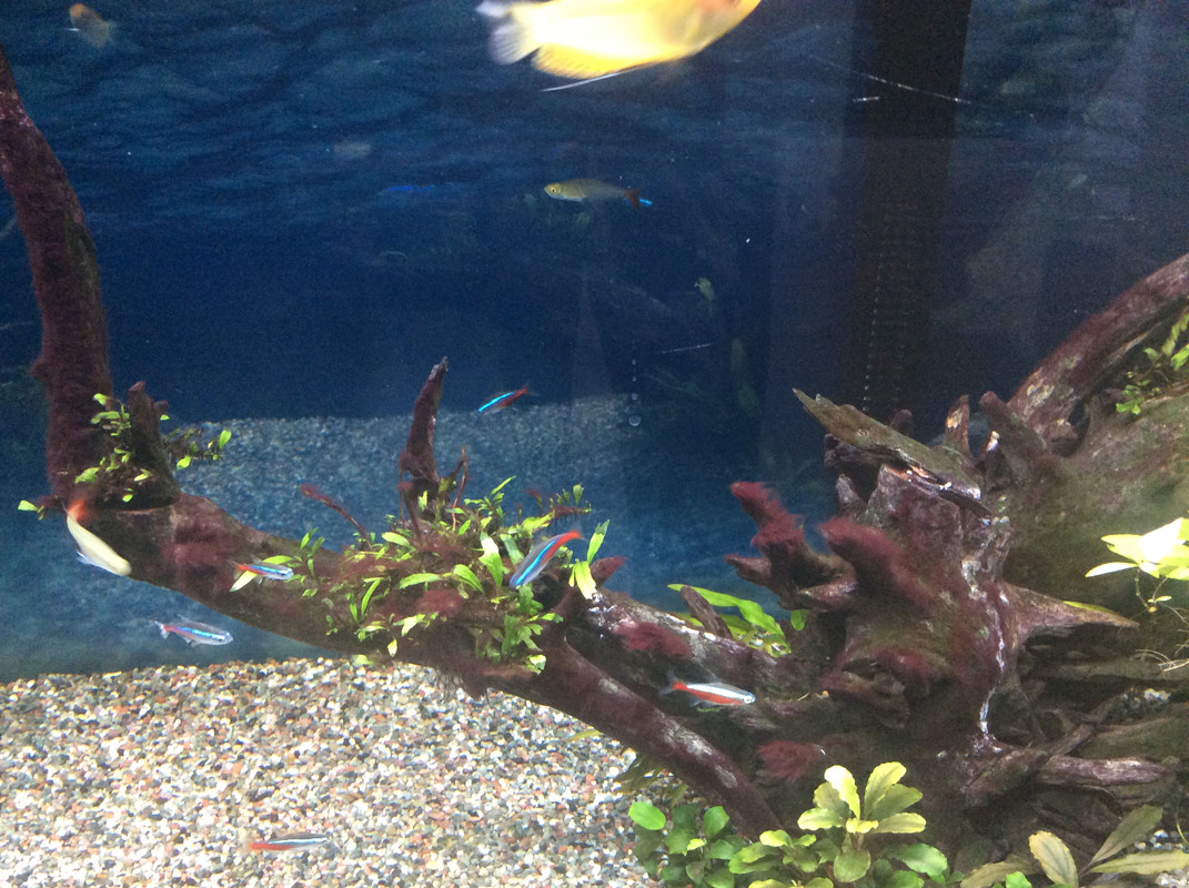 Red Algae Freshwater Aquarium Live Shrimp Freshwater Aquarium A