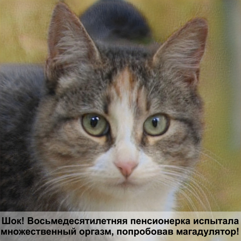 много лысых кошек