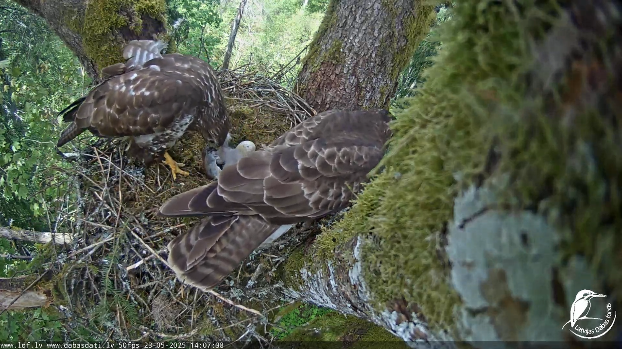 Melnās klijas (Milvus migrans) Kurzemē_ peļu klijāni (Buteo buteo) 17-20-36 screenshot