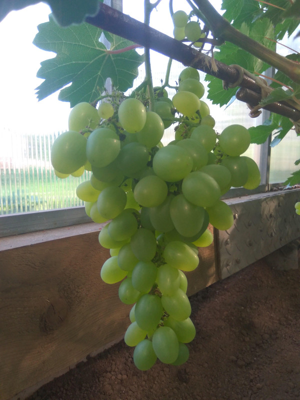 Супер экстра 28.07.2018