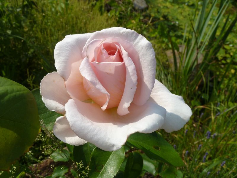 2013-06-20 Andre le Notre