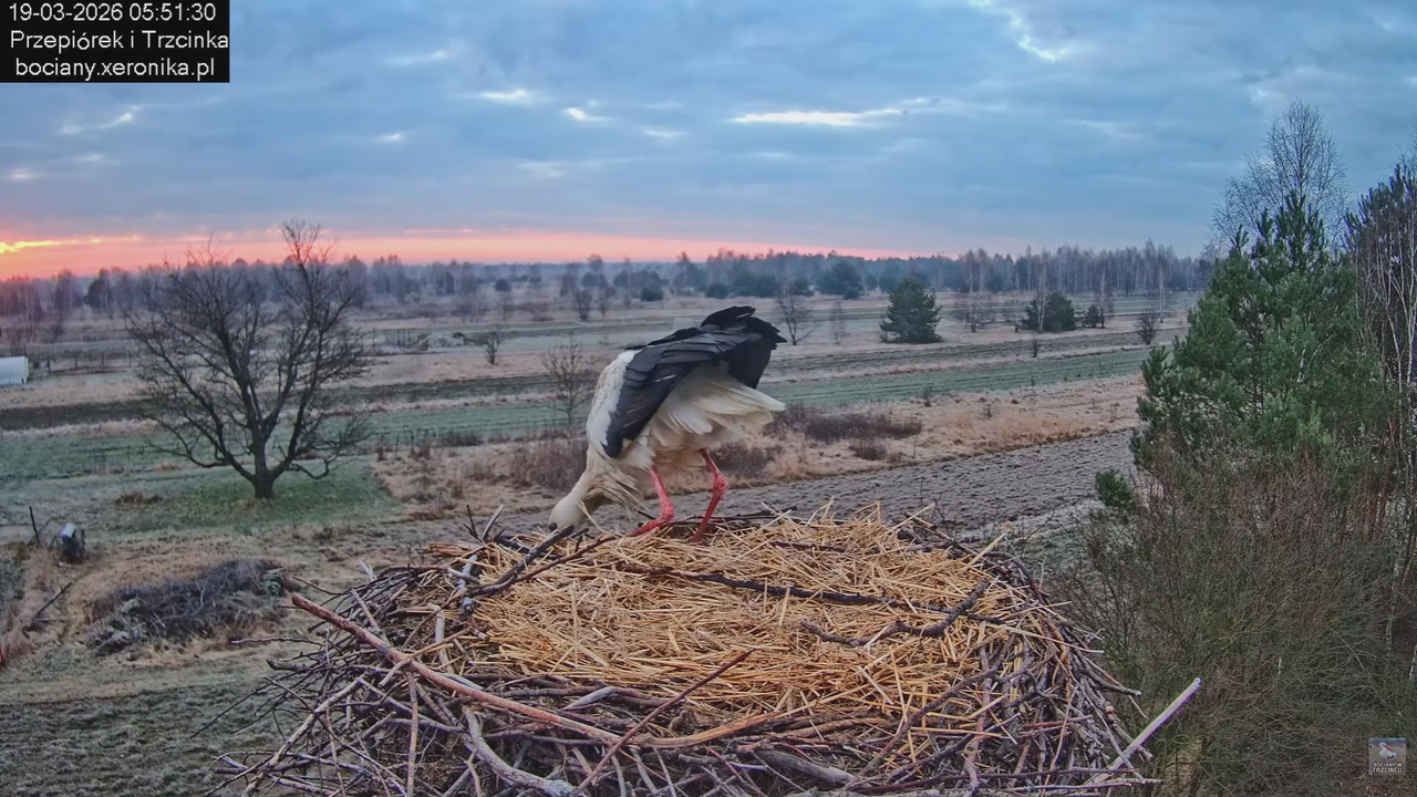 19032026 Przylot pierwszego bociana 9