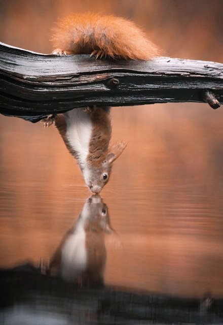 red-squirrels.jpg