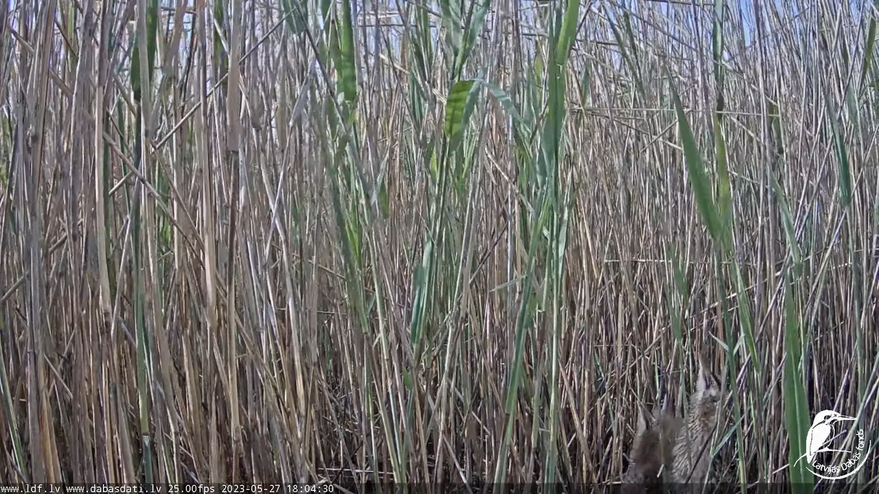 Lielais dumpis (Botaurus stellaris) Engurē - LDF tiešraide 13-32-0 screenshot