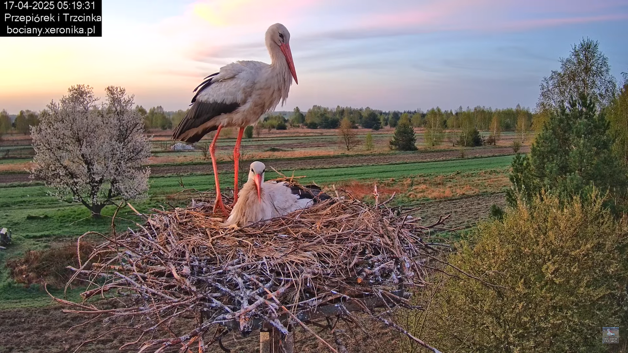 17042025bociany3