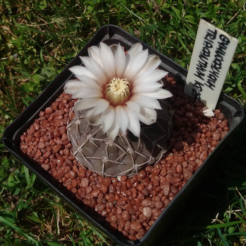 Gymnocalycium bodenbenderianum (triacanthum) KP