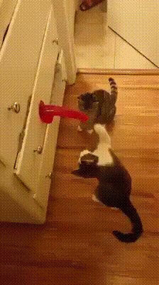 5h9q720sn2611.gif