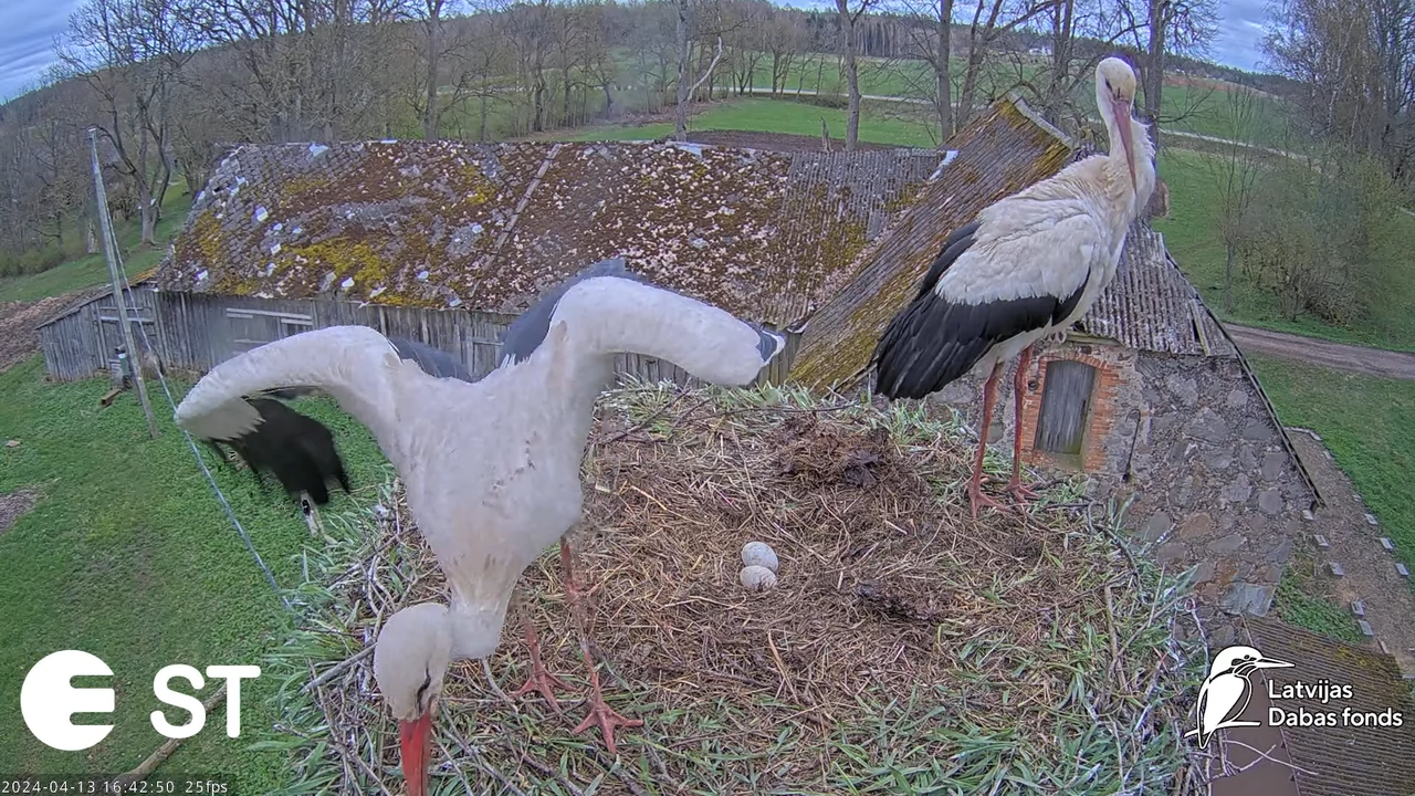 Baltie stārķi (Ciconia ciconia) Tukuma novadā - LDF tiešraide __ White storks in Tukums, Latvia 8-41