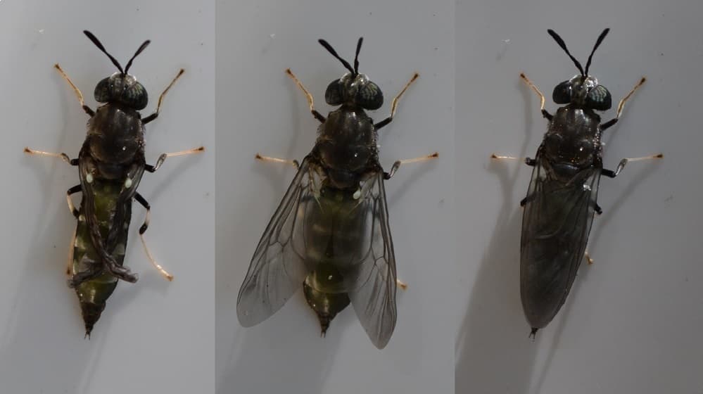black-soldier-fly-inflating-wings.jpg