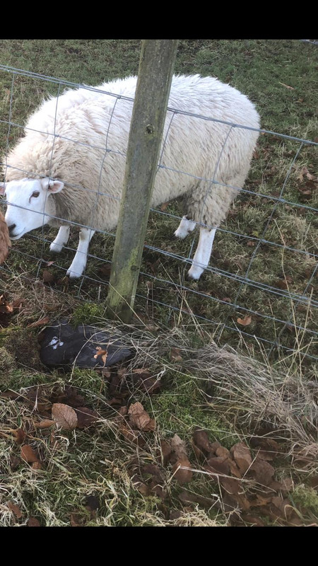 IMG-20240512-WA0004(1)