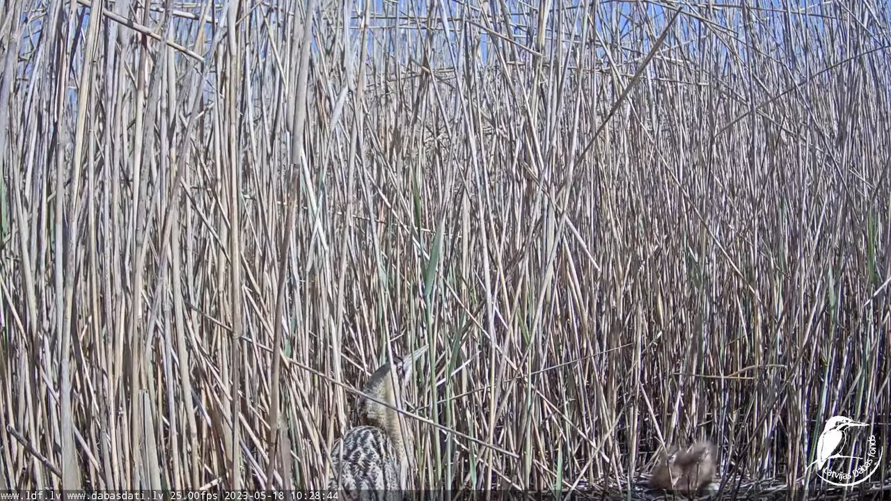 Lielais dumpis (Botaurus stellaris) Engurē - LDF tiešraide 11-29-9 screenshot