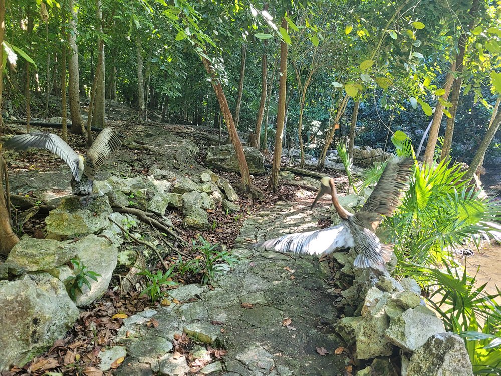 xaman-ha-aviary-1 Зоопарк Xaman Ha Aviary