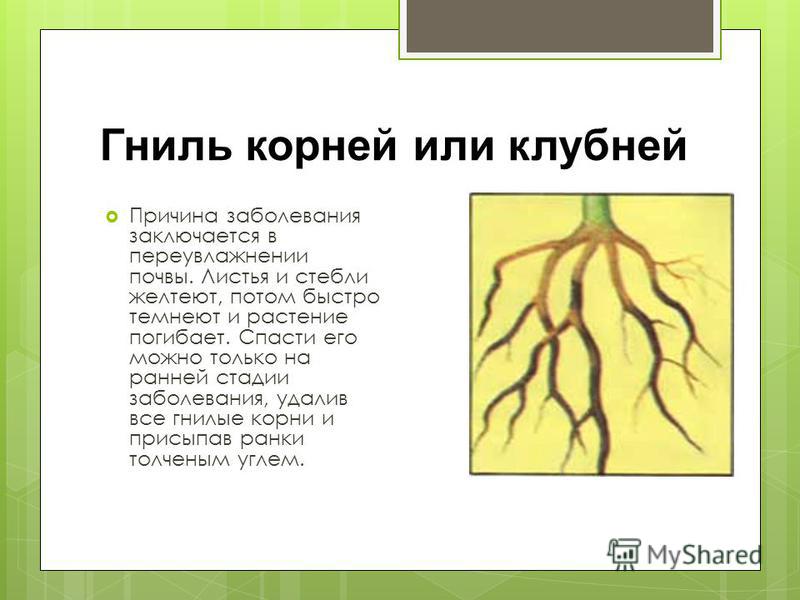 Угнившие корни у фикуса причины появления и эффективные способы восстановления здоровья растения.