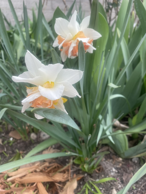 465732E0-80AB-44FB-9B3B-40E6BAE9F428_1_105_c