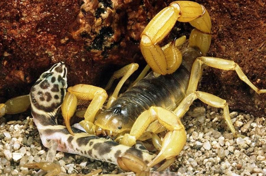 Скорпионы - удивительные тайны ядовитых паукообразных и их скрытые способности Скорпионы - удивительные тайны ядовитых паукообразных и их скрытые способности