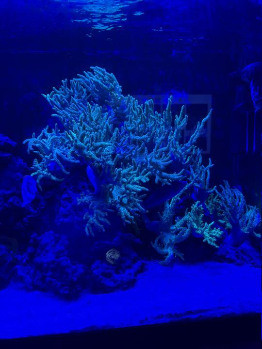 reef 1