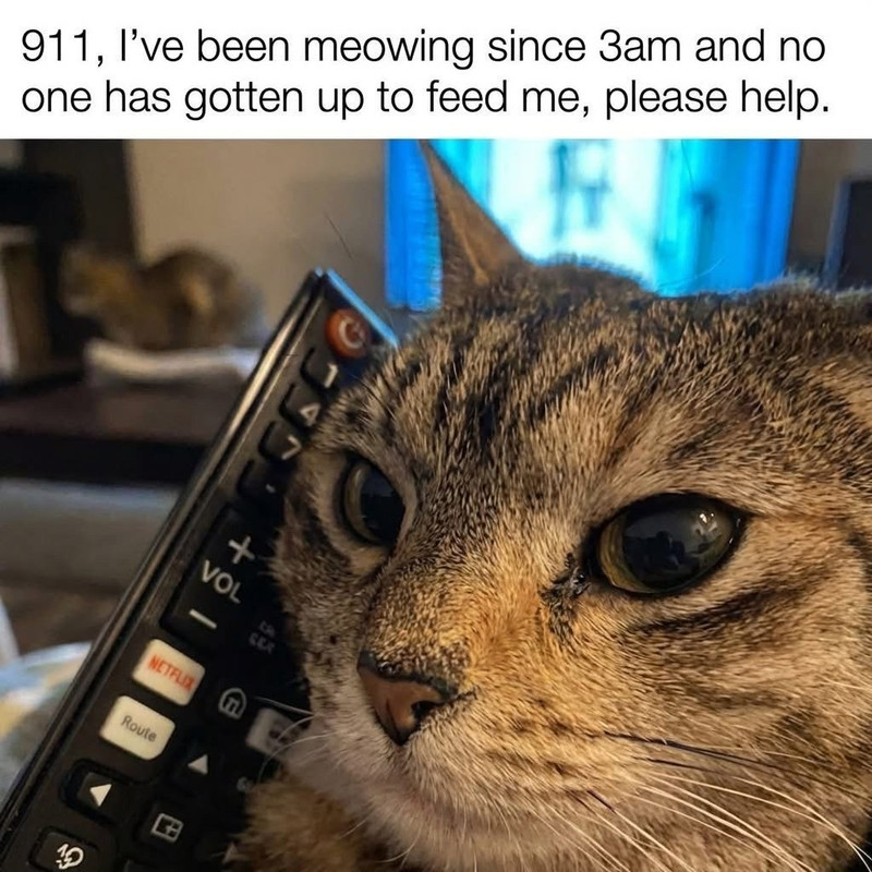 Emergency-Cat-40ca00a245f80746b163491e94ec8df1-055ba360-1280.jpg