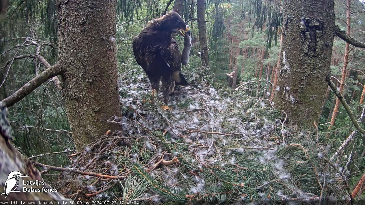 Mazais ērglis (Clanga pomarina), ligzda eglē __ Lesser spotted eagle in spruce, Zemgale, Latvia 13-1