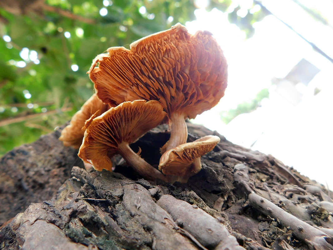 DSCN0634.jpg