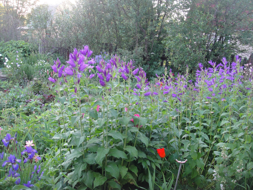 Колокольчик широколистный синий