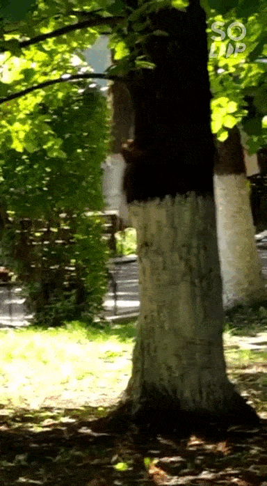 Soloop-20210915140922.gif