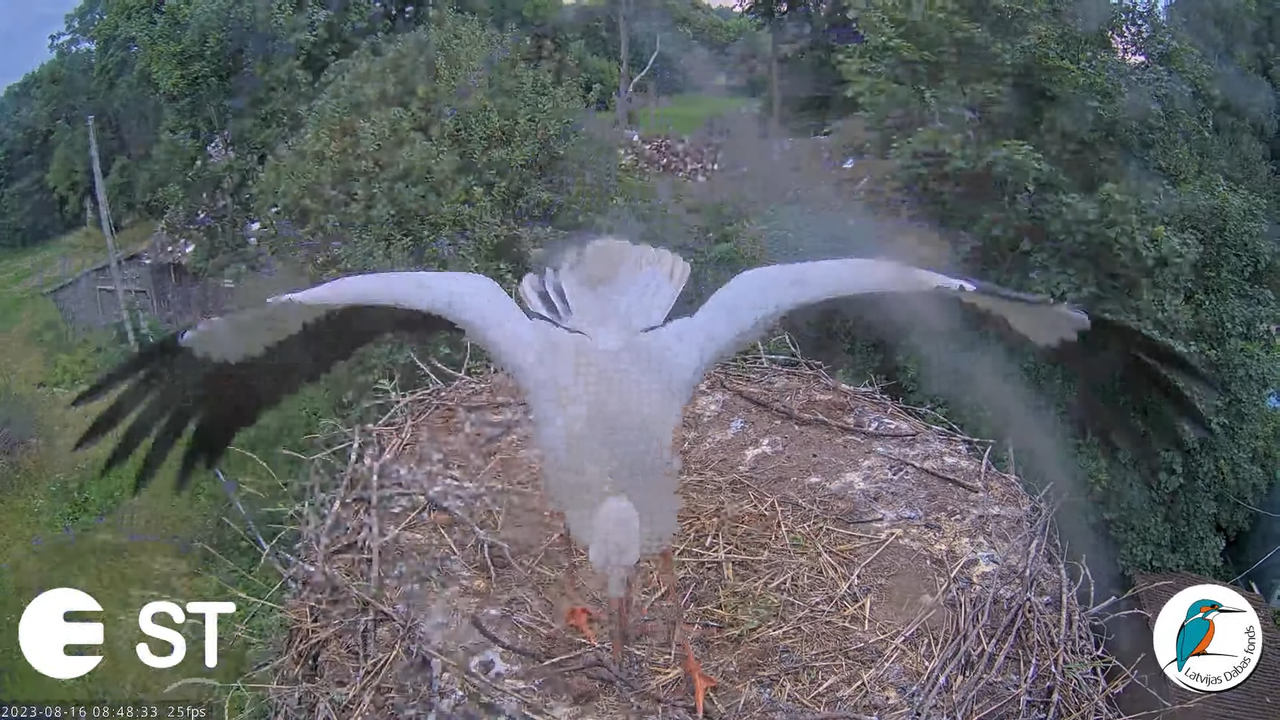 Baltie stārķi (Ciconia ciconia) Tukuma novadā - LDF tiešraide __ White storks in Tukums, Latvia 12-8