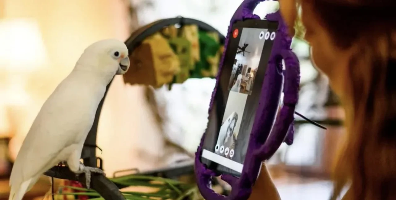 parrots