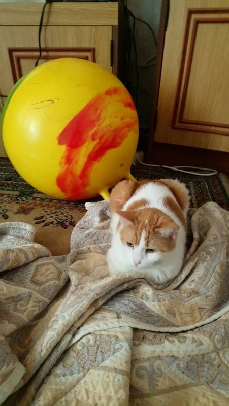 Апельсинка4