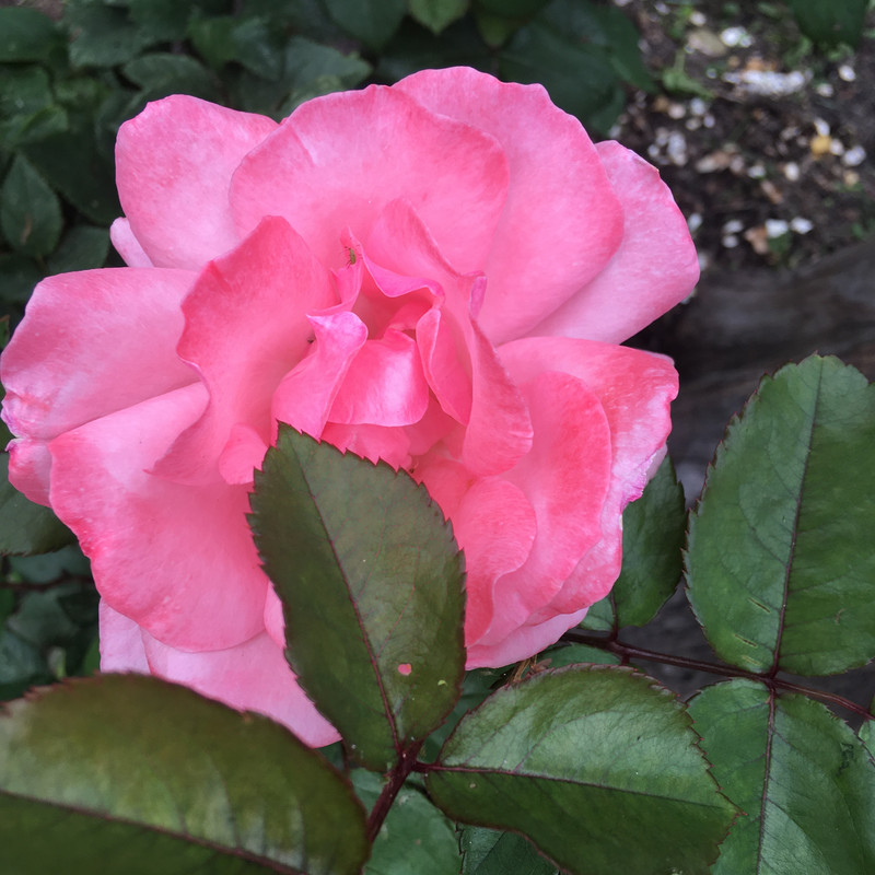 с айф все последнее 064