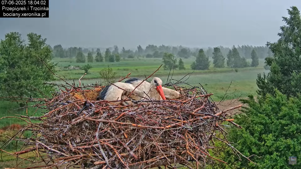 07062025bociany41