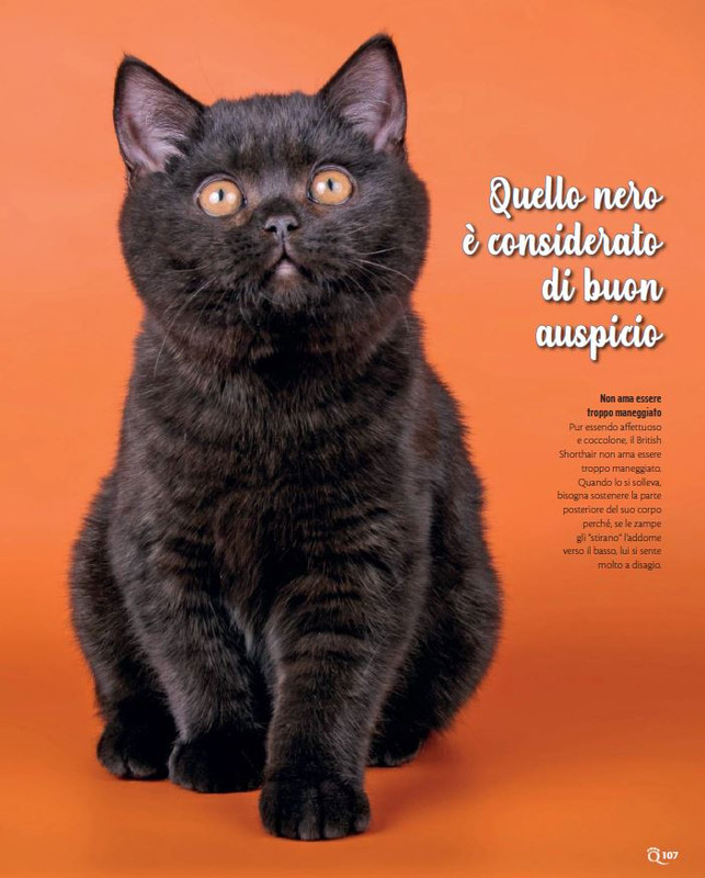 QuattroZampe Nov 2022 (10)