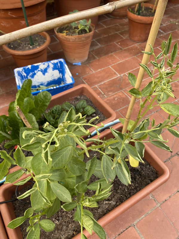 [Imagen: CF9-FA195-DE94-4500-91-DA-6-A1180048689.jpg]