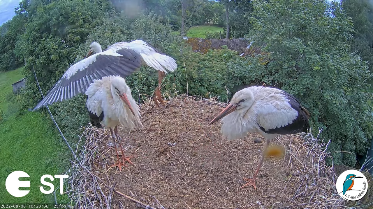 Baltie stārķi (Ciconia ciconia) Tukuma novadā - LDF tiešraide __ White storks in Tukums, Latvia 12-1