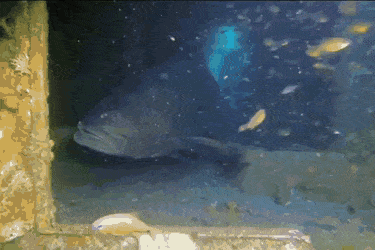 GIFs-20