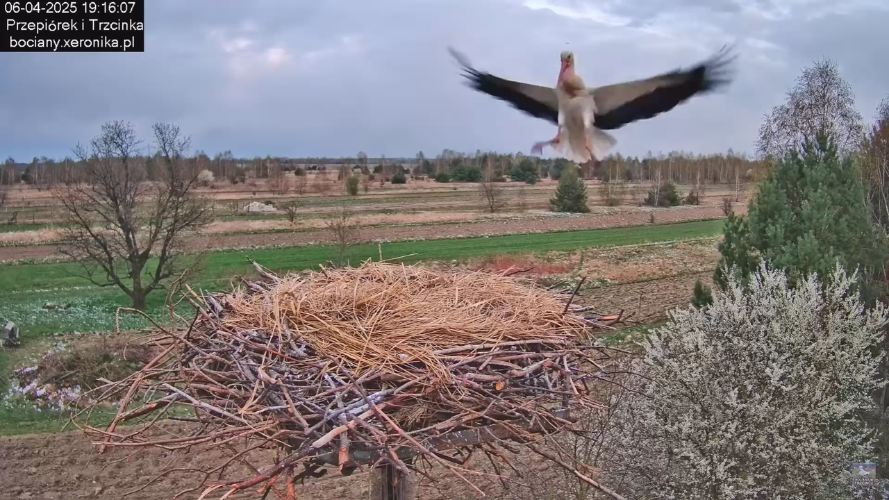 06042025bocianzostaje