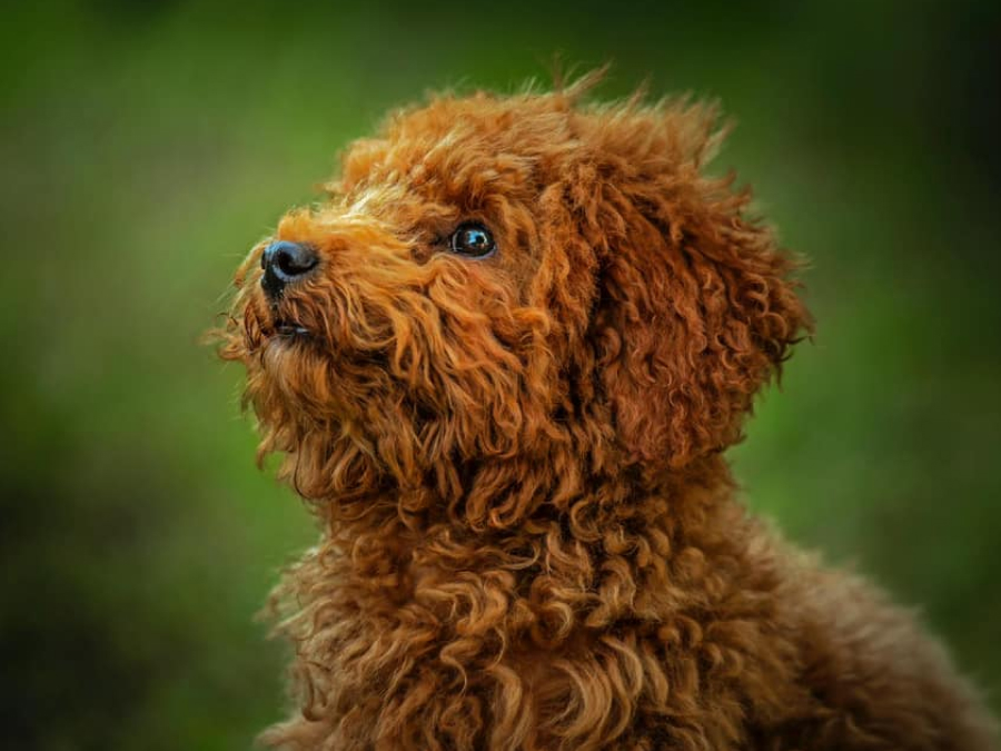 Are Toy Poodles Small Or X Small