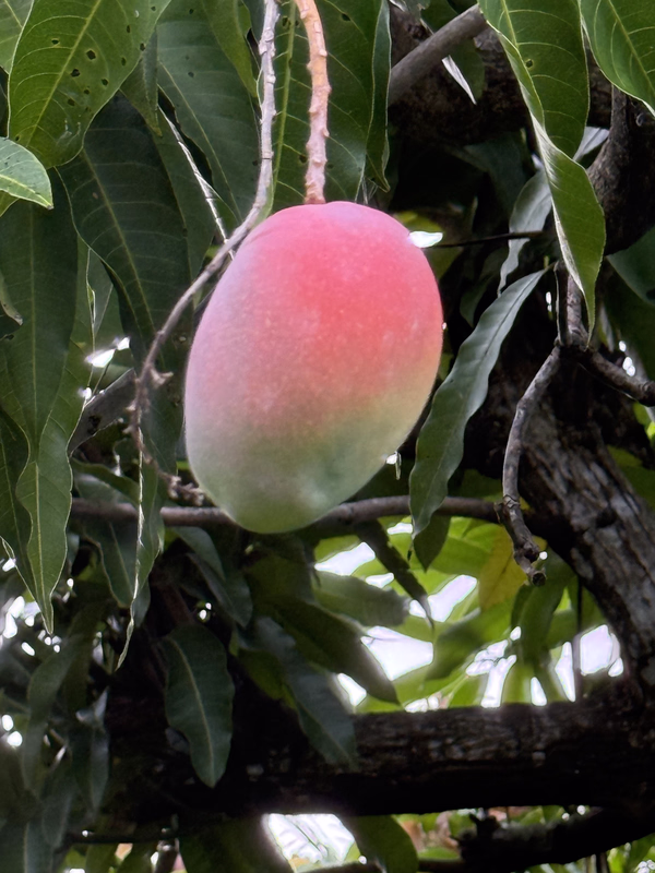 Mango Glenn 6 26