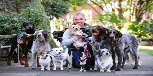 Curso entrenamiento Canino Mascotas Perros Entrenamiento Canino