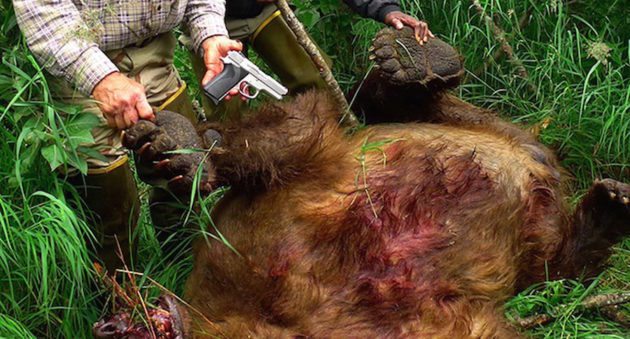 Alaska-Man-Kills-Charging-Brown-Bear-With-9mm-Pistol-630x339.jpg