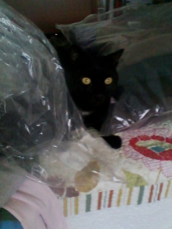 1623684_10203447179792903_5103838860219565824_n