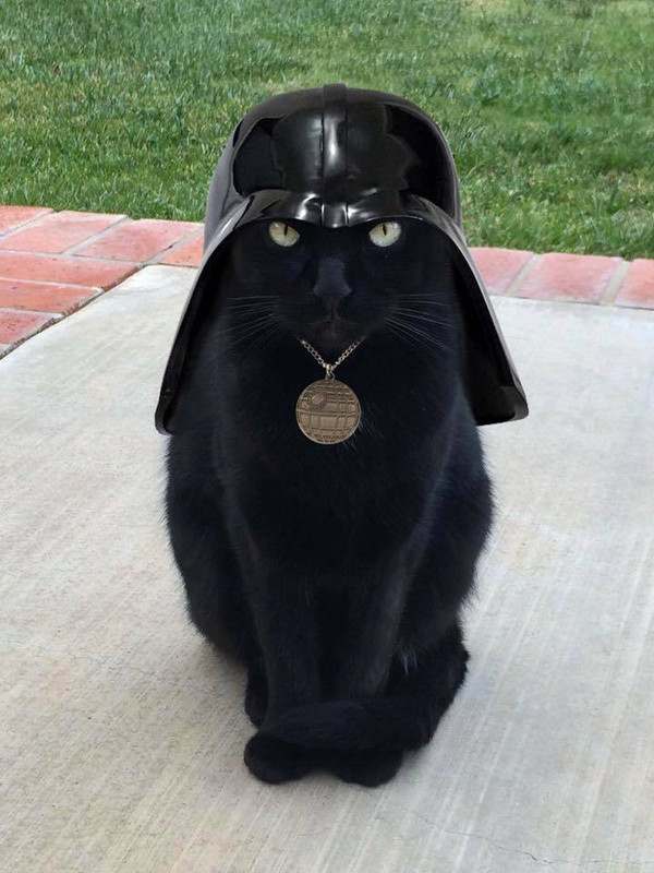 Cat-Darth-Vader