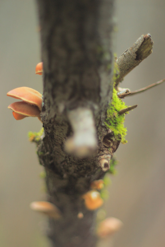 IMG_6659 (1728 x 2592)