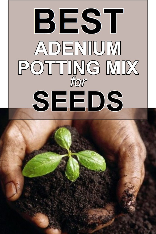 best-potting-mix-for-adenium-seeds.jpg