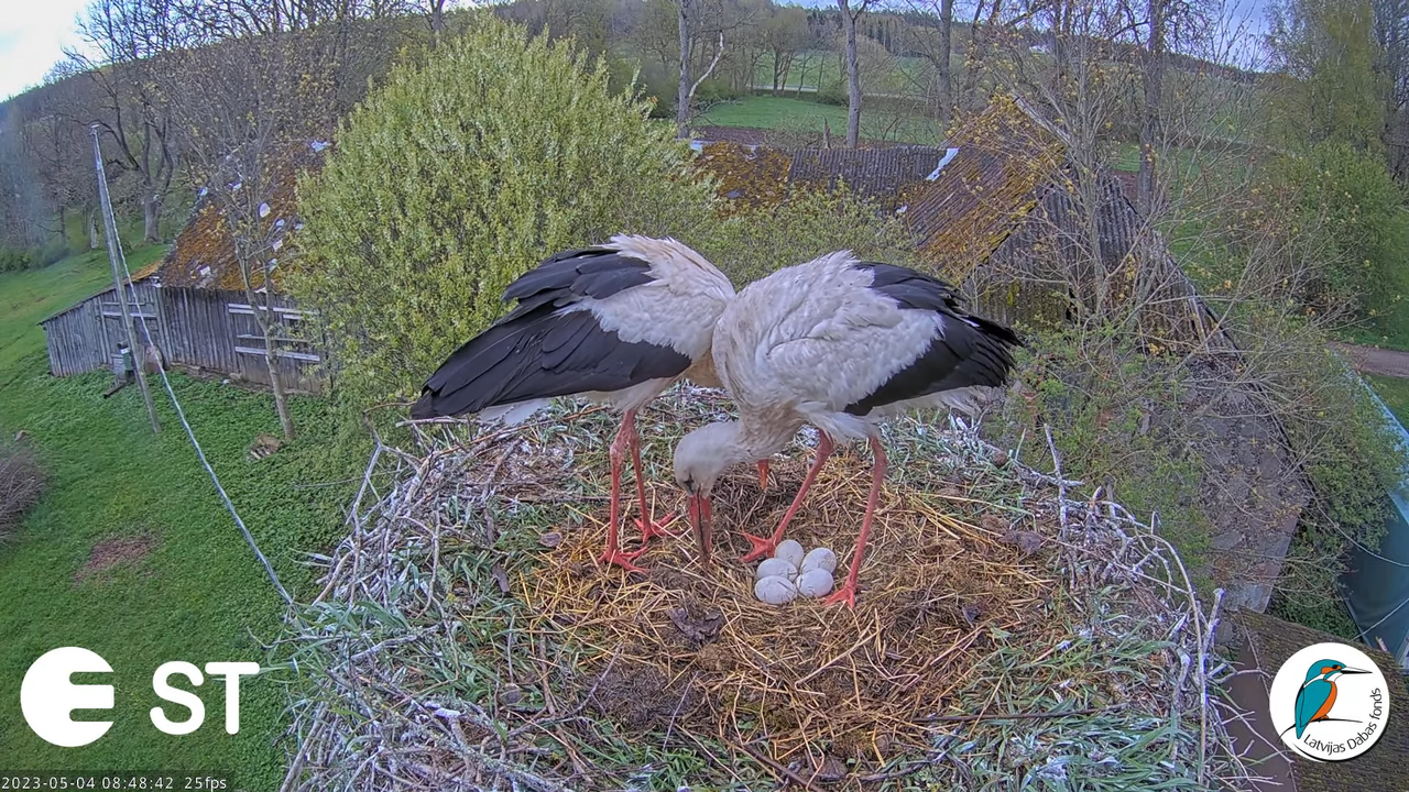 Baltie stārķi (Ciconia ciconia) Tukuma novadā - LDF tiešraide __ White storks in Tukums, Latvia 10-0