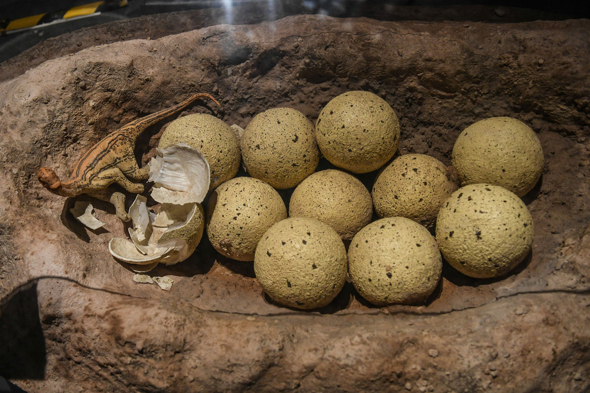 Hallan huevos de dinosaurio fosilizados en Argentina