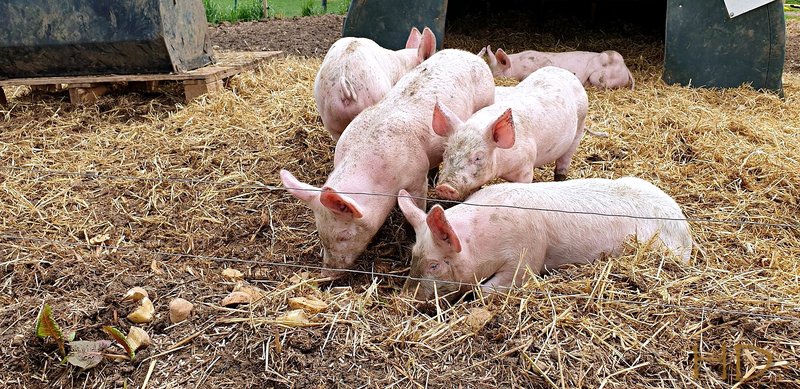 pigs.jpg