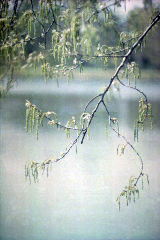 Dendrarii-5.4 (1024)